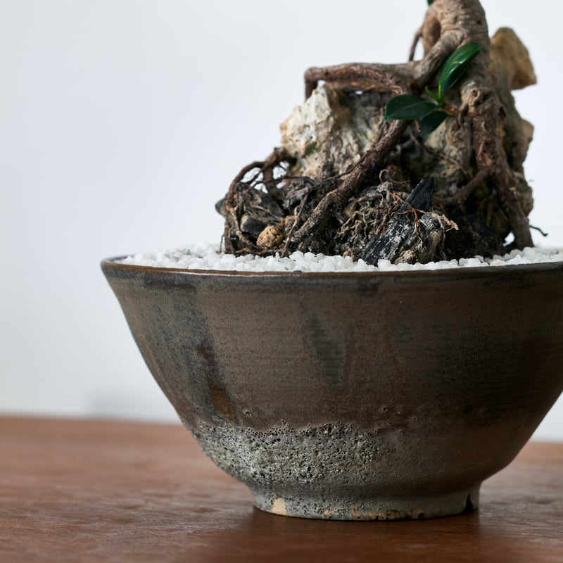 フィカス ミクロカルパ ガジュマル× saki Shinonome -東雲- L | MEGA