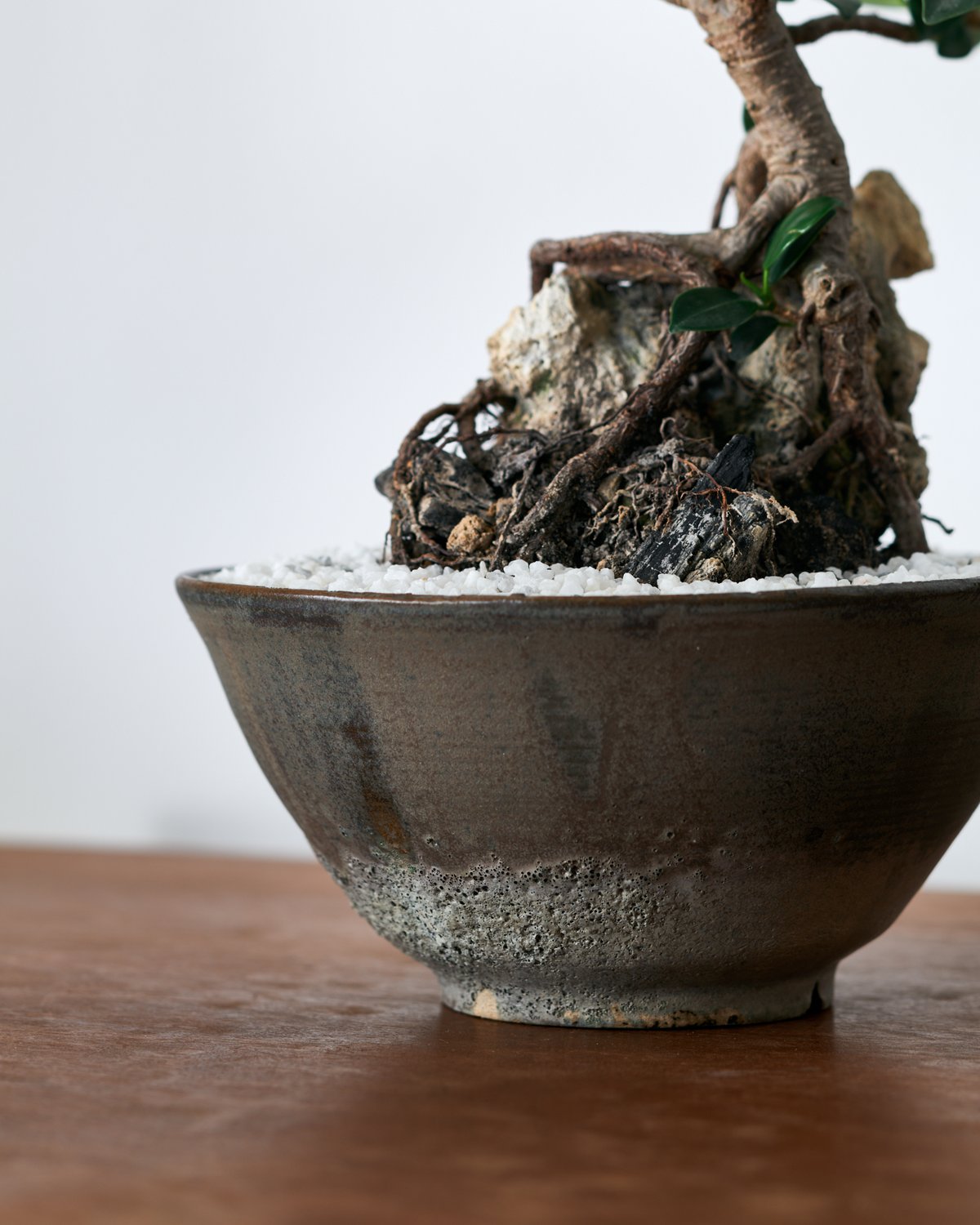 フィカス ミクロカルパ ガジュマル× saki Shinonome -東雲- L | MEGA