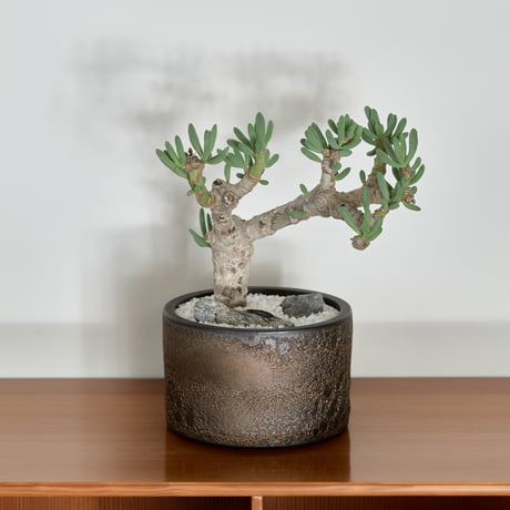 オトンナクラビフォリア | STORES