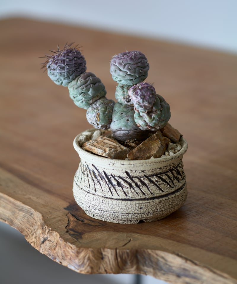 テフロカクタス ゲオメトリクス 斑入り × saki earthenware | MEGASHEEP