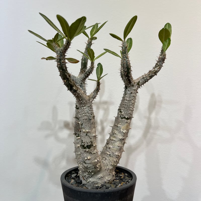 パキポディウムロスラーツム | MEGASHEEP