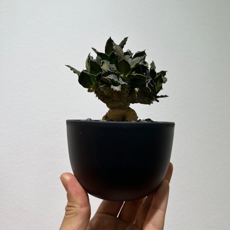 トゥレアレンシス | STORES