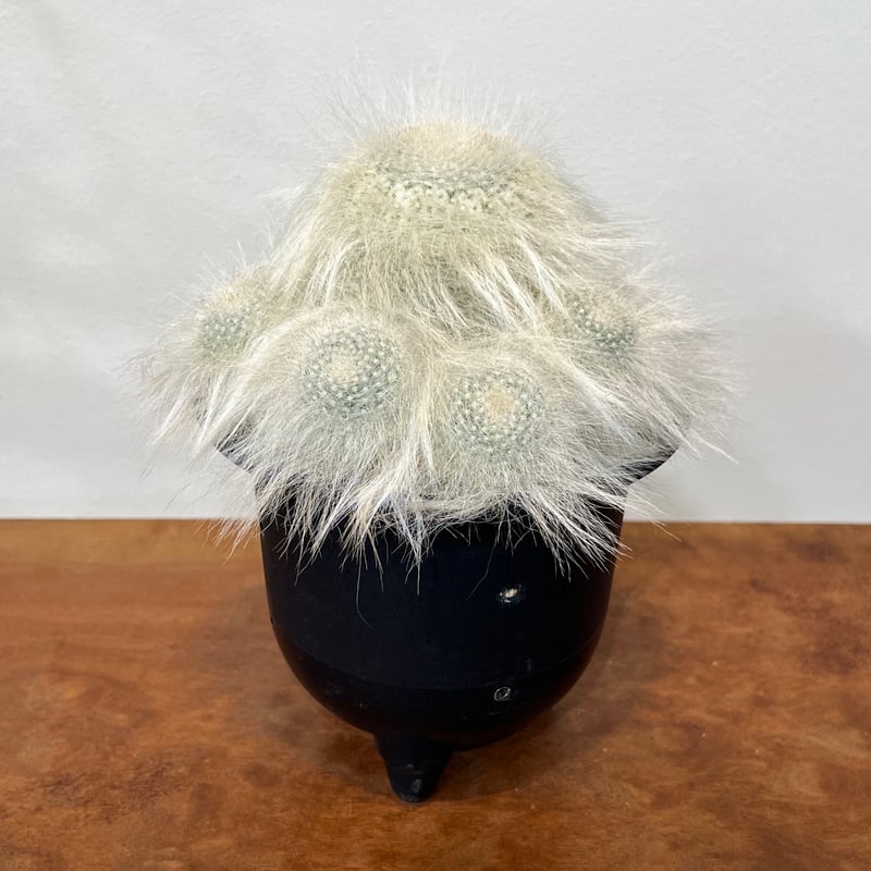 マミラリア穴原玉翁殿 群生 | MEGASHEEP