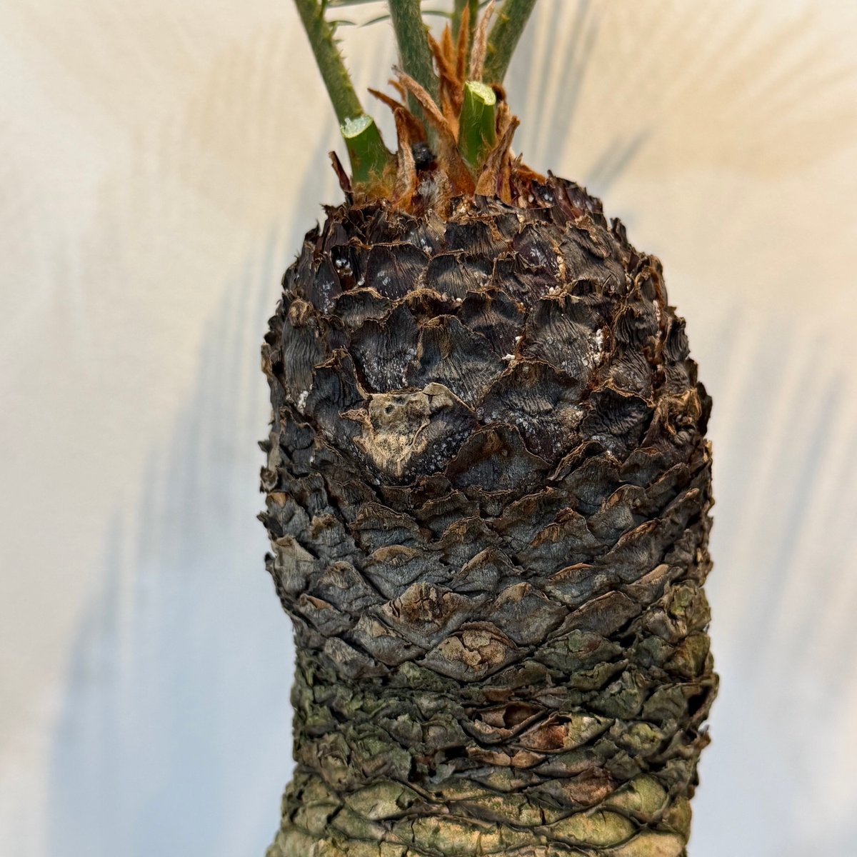 【冬支度セール】サイカス・レボルタ / ソテツ 多頭 大株 ガーデニング hanaikushop_ki-cycas-001