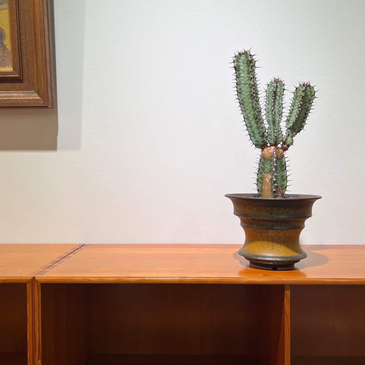 ユーフォルビア コンフィナリス ×QUTOTEN. ユーフォルビアコンフィナリス | MEGASHEEP