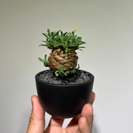 ユーフォルビア峨眉山 | STORES