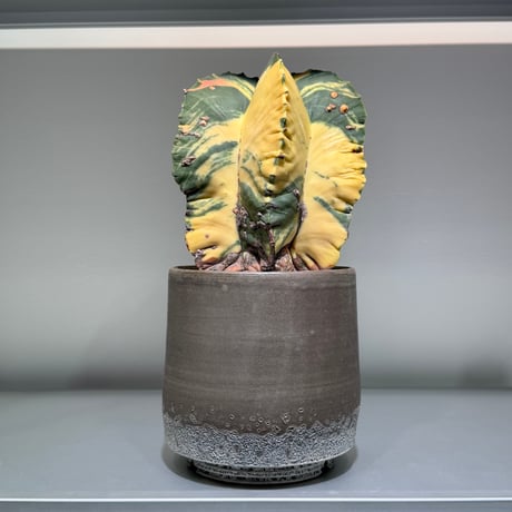 ランポー玉 | STORES