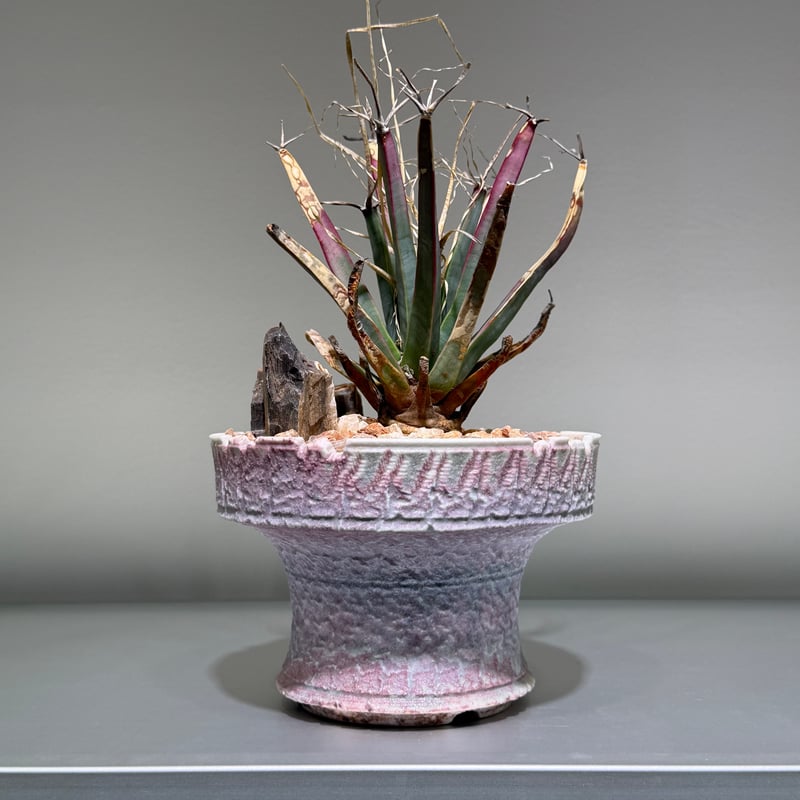 レウクテンベルギア プリンキピス 晃山 Pink pot | MEGASHEEP