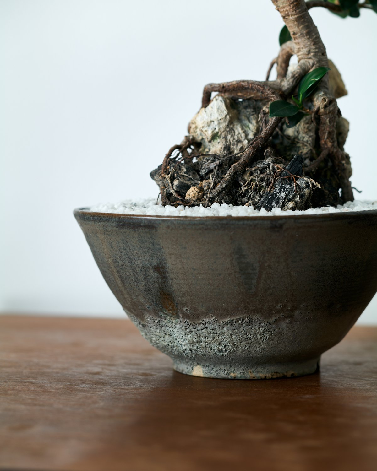 フィカス ミクロカルパ ガジュマル× saki Shinonome -東雲- L | MEGA