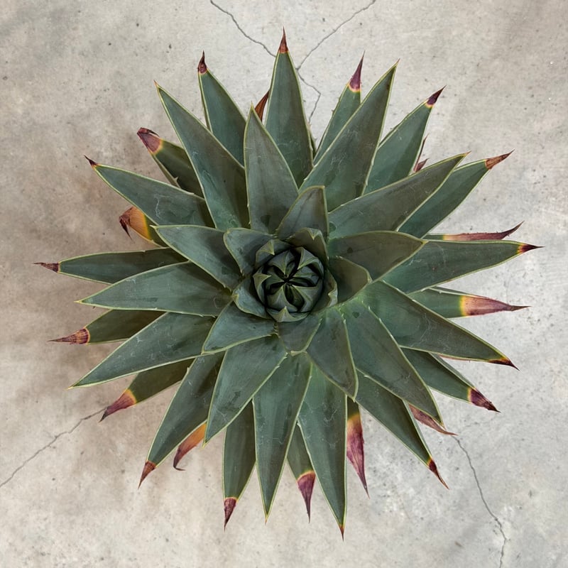 アロエ ポリフィラ 02 | MEGASHEEP