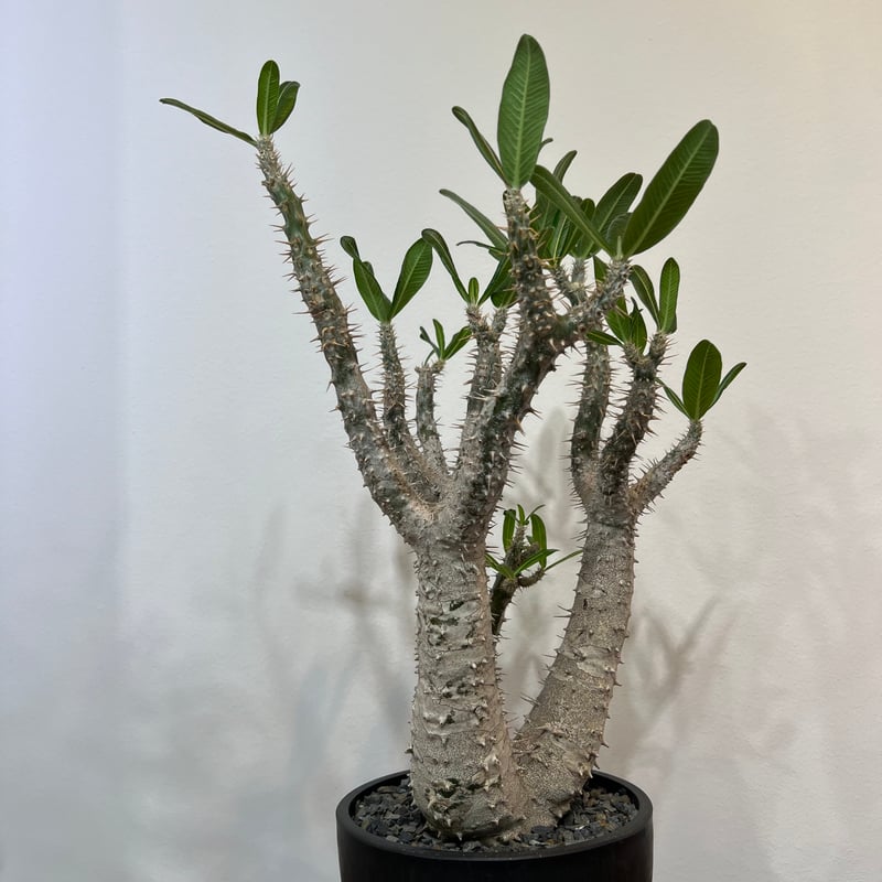 パキポディウムロスラーツム | MEGASHEEP