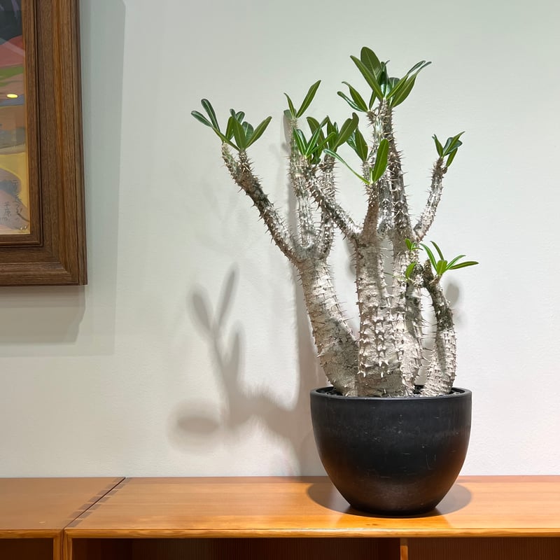 パキポディウムロスラーツム | MEGASHEEP