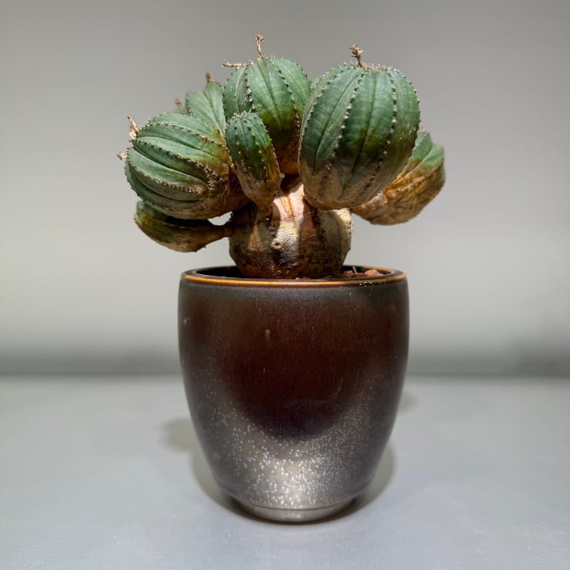 ユーフォルビア オベサ 梵天 斑入 モンスト | MEGASHEEP