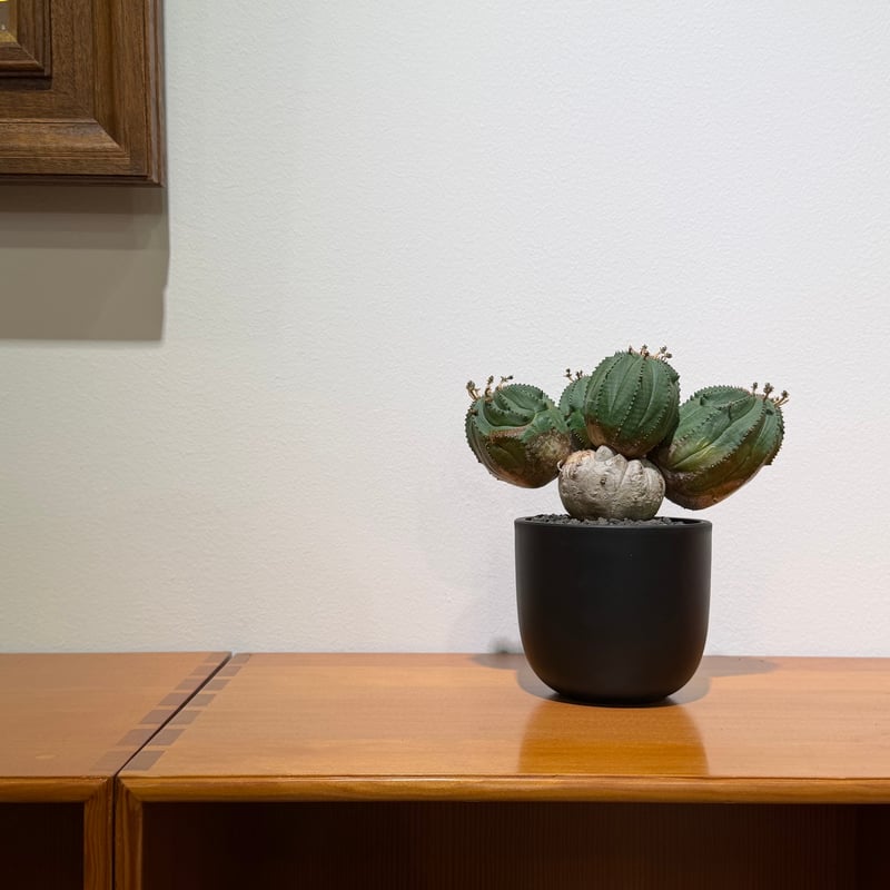 ユーフォルビア オベサ 梵天 斑入 モンスト 02 | MEGASHEEP