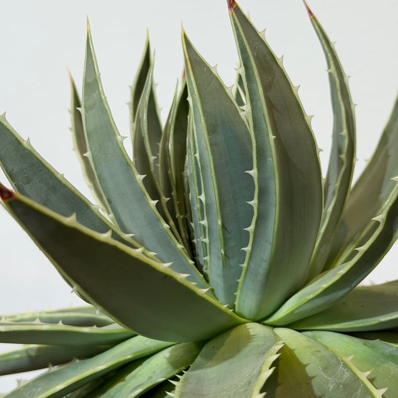 アロエ ポリフィラ 01 | MEGASHEEP