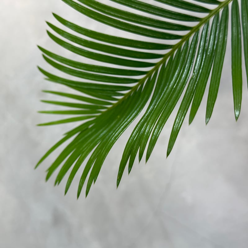 ソテツ サイカス レボルタ | MEGASHEEP