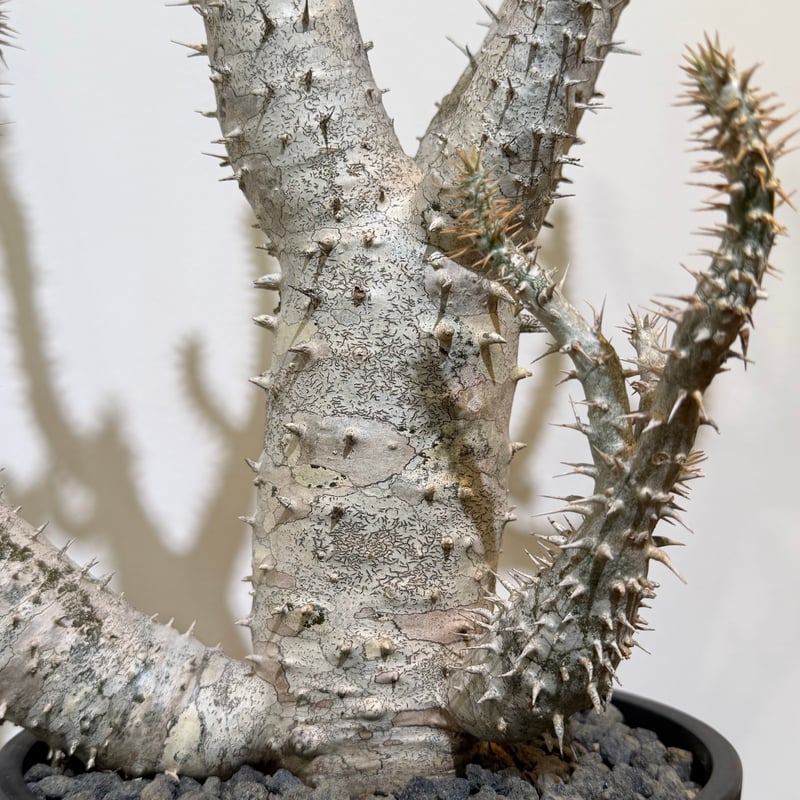 パキポディウム ホロンベンセ | MEGASHEEP