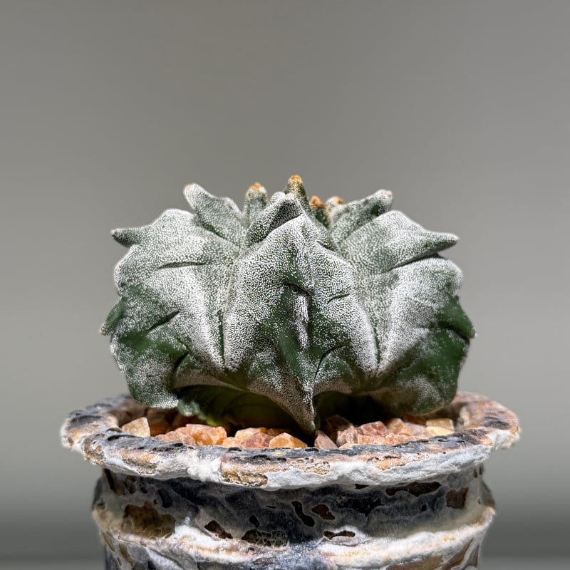 アストロフィツム 亀甲鸞鳳玉 marble pot | MEGASHEEP