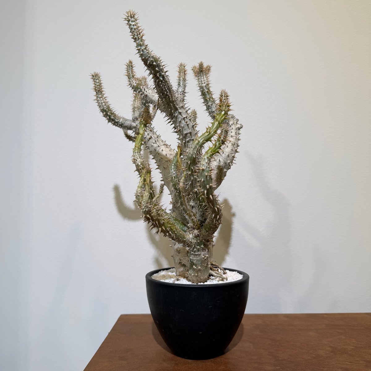 パキポディウム ホロンベンセ | MEGASHEEP