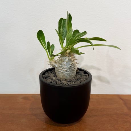 大株　パキポディウム 恵比寿大黒 大株 パキポディウム 恵比寿大黒 - メルカリ