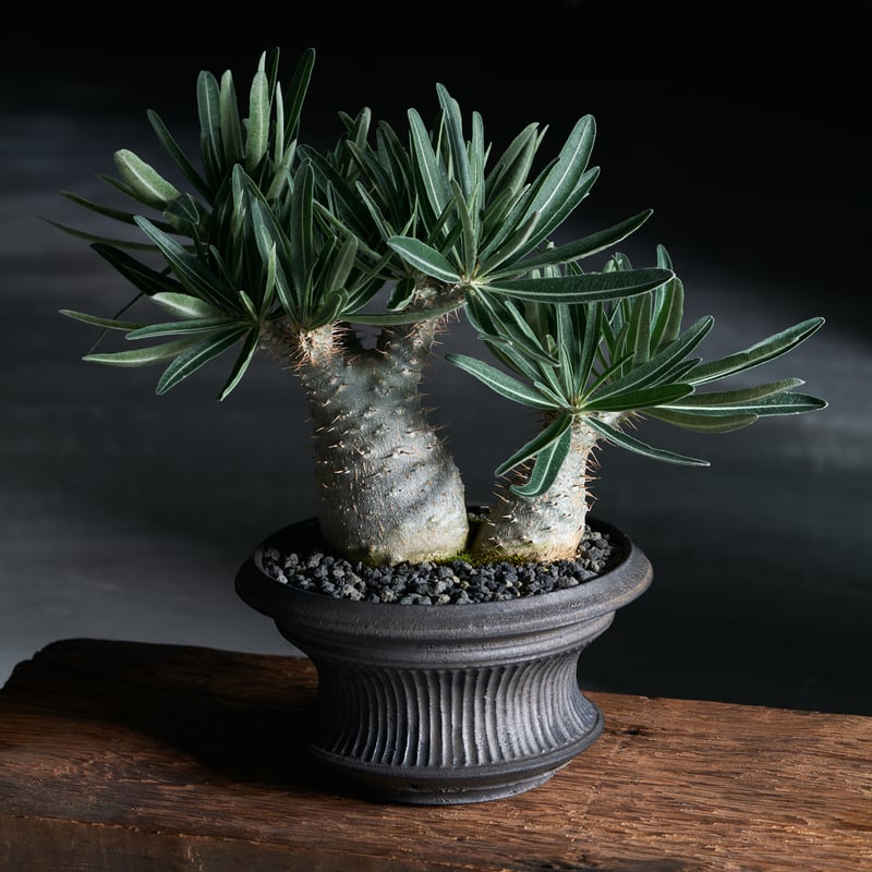 写真用 ⑪⑭⑯⑰⑱ 観葉植物・鉢 断捨離 (パキポディウム(グラキリス