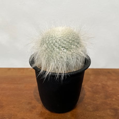 【古株群生】翁玉 玉翁殿 白鳥 白星 姫春星 マミラリア 古株群生】翁玉 玉翁殿 白鳥 白星 姫春星 マミラリア 玉翁殿（