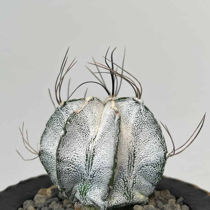 アストロフィツム特白瑞鳳玉 | MEGASHEEP