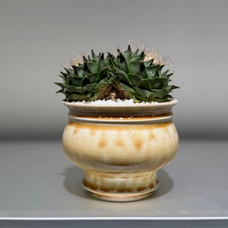 コーデックス | STORES