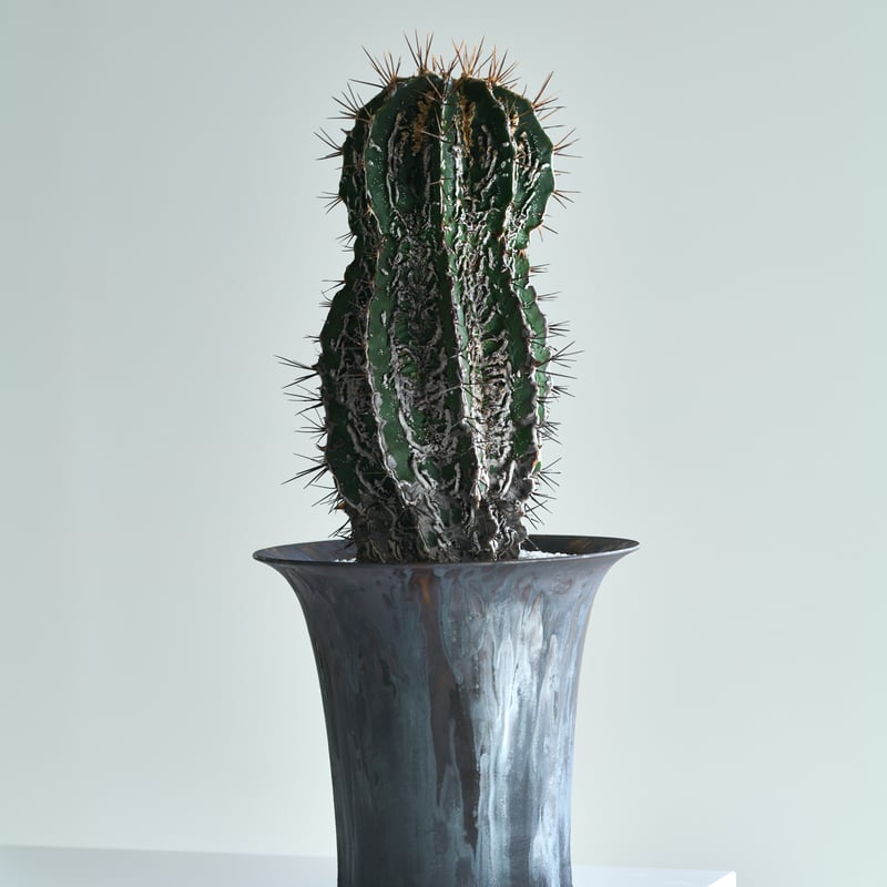 アストロフィツム 白条複隆般若 silver gray pot | MEGASHEEP