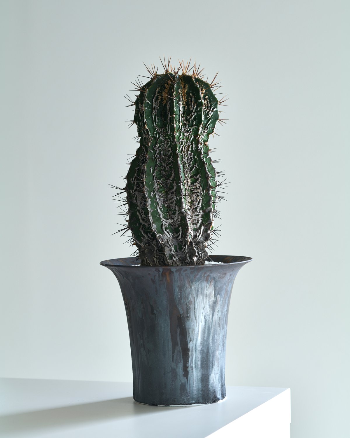 アストロフィツム 白条複隆般若 silver gray pot | MEGASHEEP