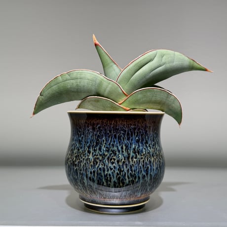 サンスベリア | STORES