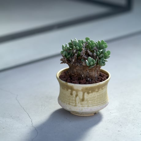 ピグマエア | STORES