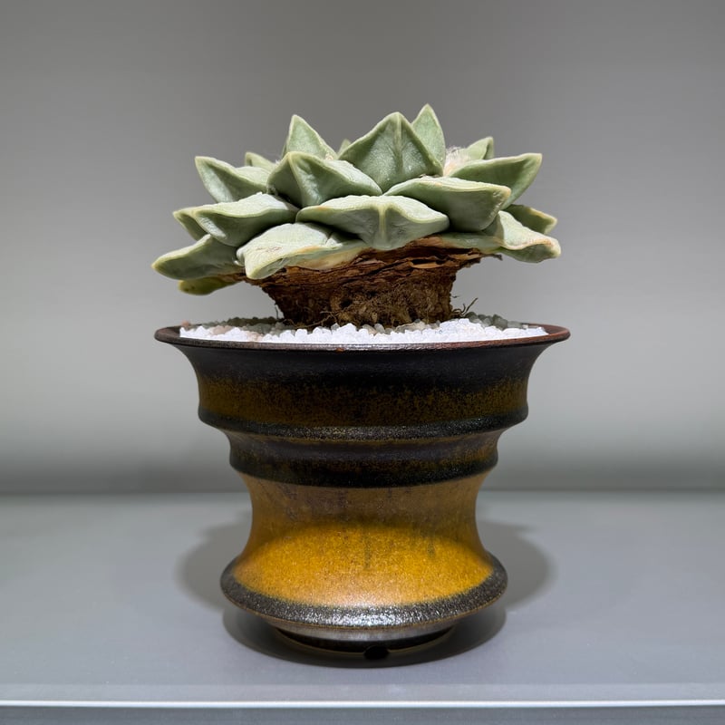 アリオカルプス 玉牡丹 yellow brown pot | MEGASHEEP