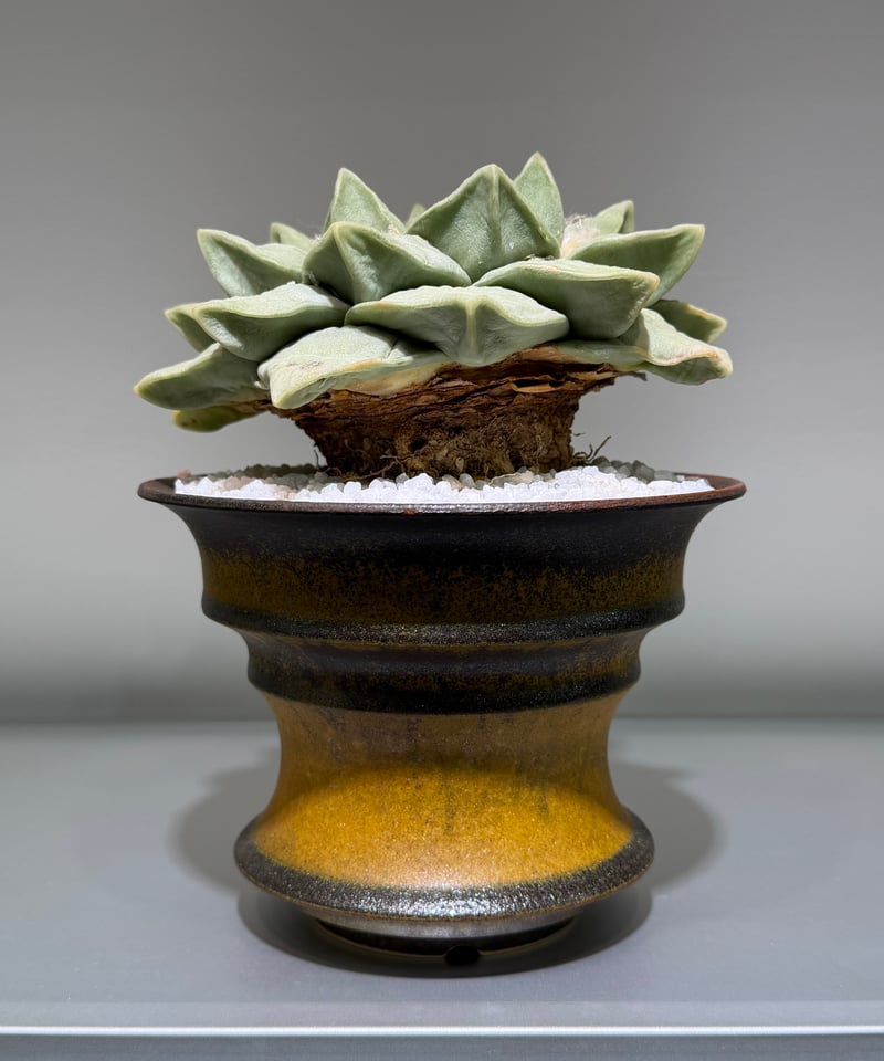 アリオカルプス 玉牡丹 yellow brown pot | MEGASHEEP