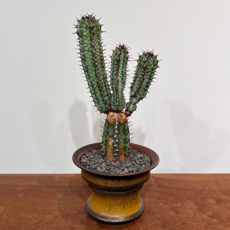 【美株】ユーフォルビアコンフィナリス サボテン 多肉植物 コーデックス 塊根 美株】ユーフォルビアコンフィナリス サボテン 多肉植物