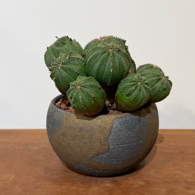 ユーフォルビア オベサ 梵天 斑入 モンスト 01 | MEGASHEEP