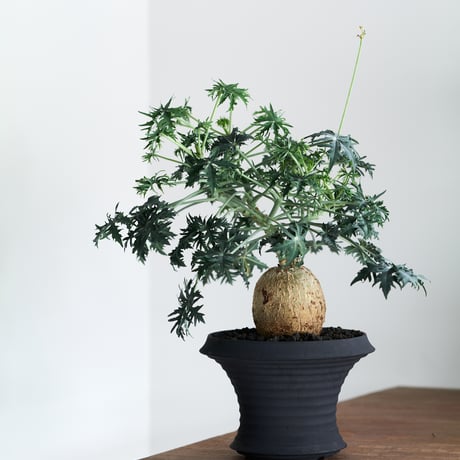 ヤトロファベルランディエリ | MEGASHEEP