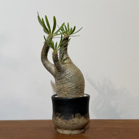 アツ　グラキリス P.グラキリス 793 – TaiShoDo ONLINE SHOP