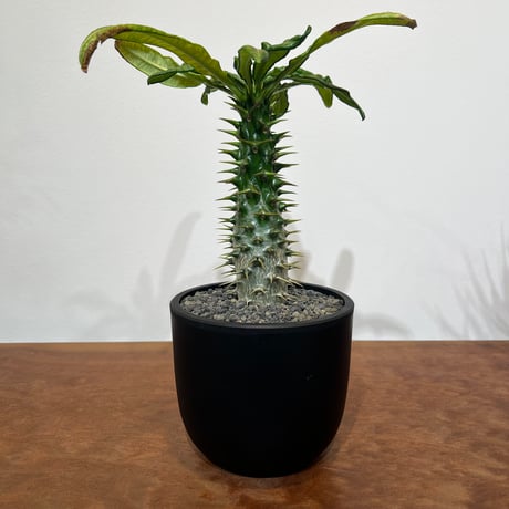 パキポディウムアンボンゲンセ