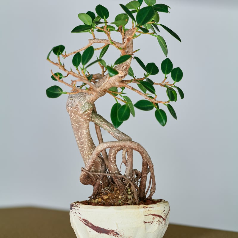 フィカス ミクロカルパ ガジュマル× saki Kaiu -懐雨- | MEGASHEEP