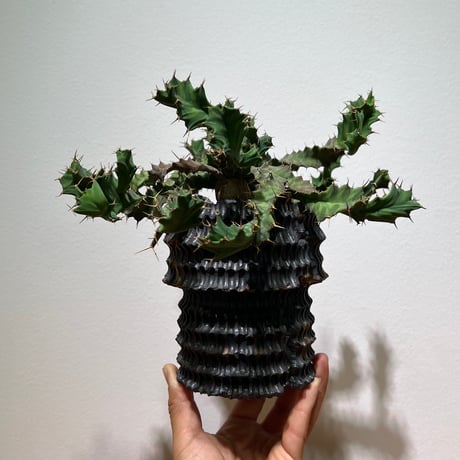 ユーフォルビアクラビゲラ | STORES ユーフォルビアクラビゲラ | STORES
