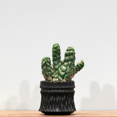 スピラリス | STORES