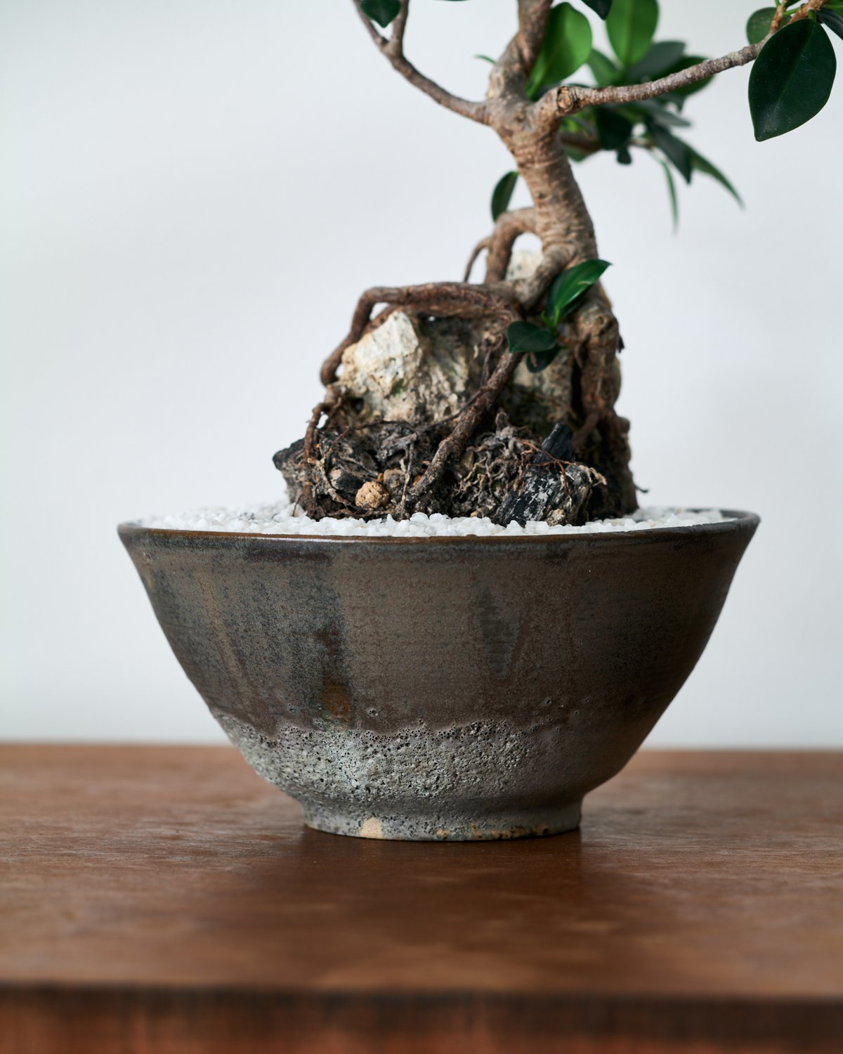 フィカス ミクロカルパ ガジュマル× saki Shinonome -東雲- L | MEGA