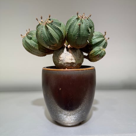 コーデックス | STORES