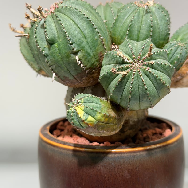 ユーフォルビア オベサ 梵天 斑入 モンスト | MEGASHEEP