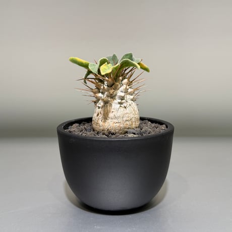 パキポディウム | STORES