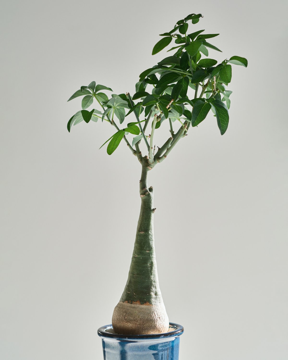 シャカリキ てる　アデニアグラウカ アデニア グラウカ blue pot | MEGASHEEP