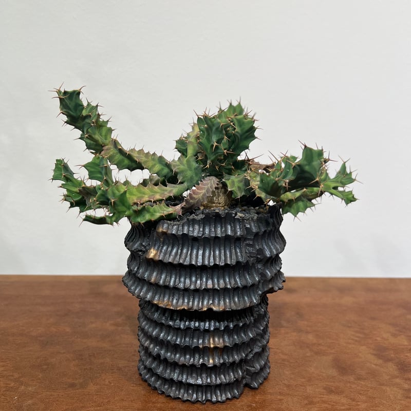 ユーフォルビア クラビゲラ | MEGASHEEP