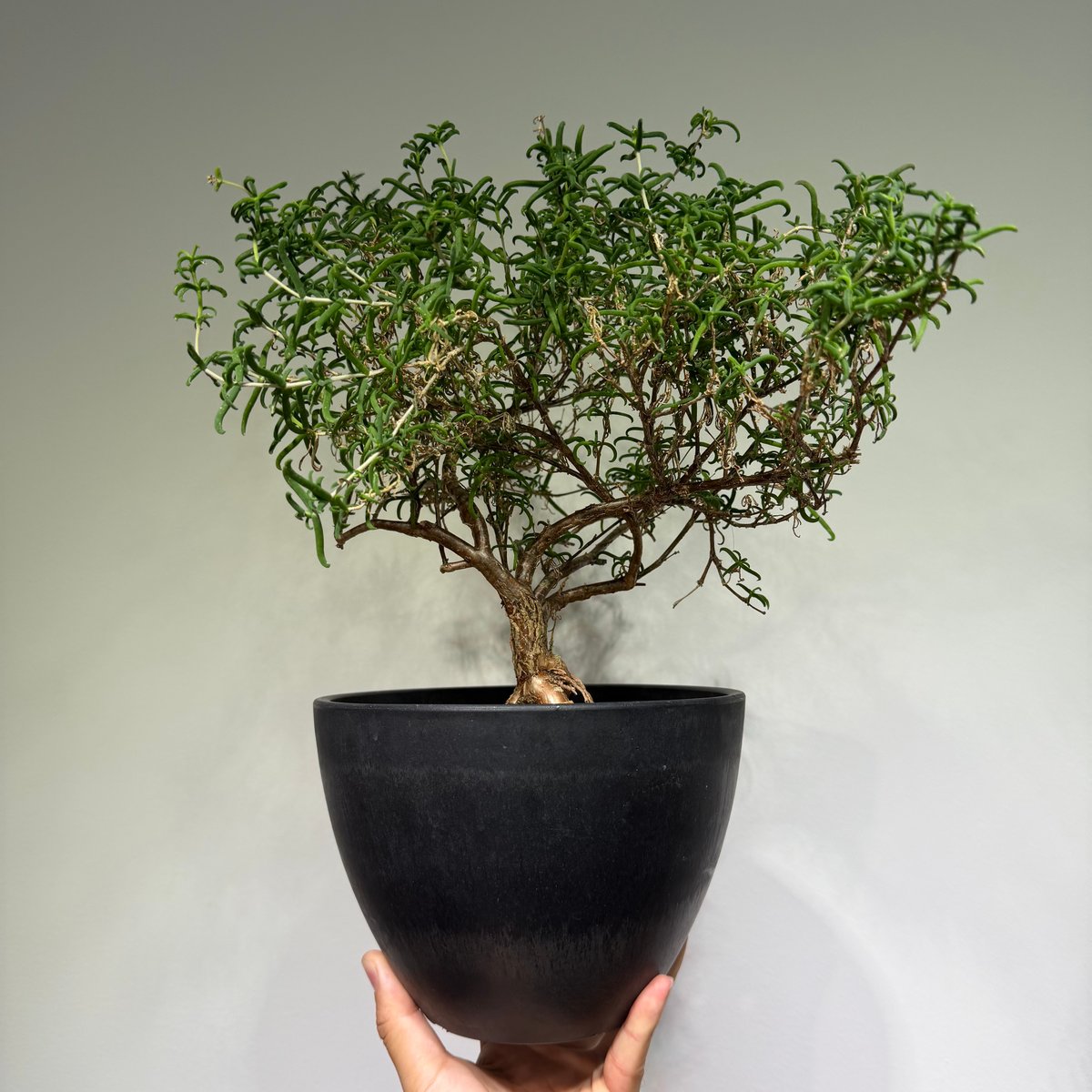 K*O様 メストクレマ★アルポリフォルメ★塊根植物★コーデックス★発根済み鉢ごと メストクレマ アルボリフォルメ | MEGASHEEP