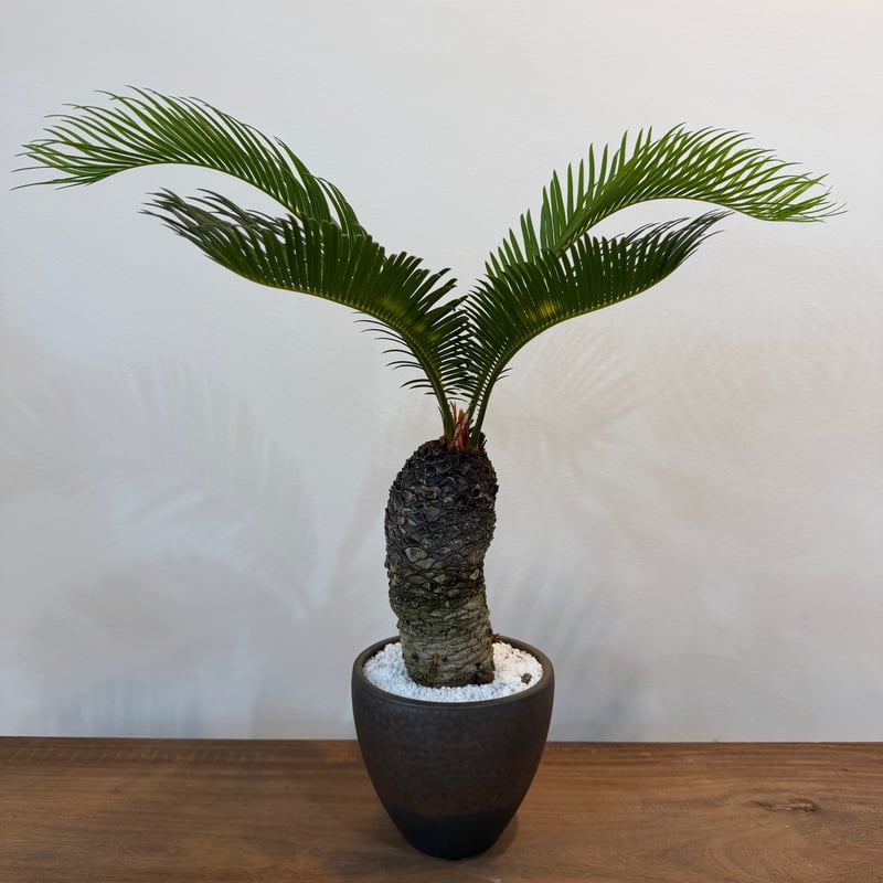 ソテツ サイカス レボルタ | MEGASHEEP